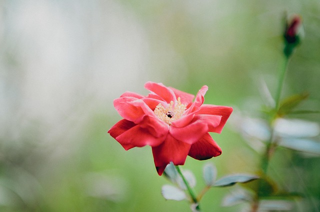 Rose, Blume, Rose, Schöne Blumen