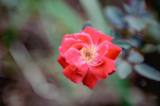 Garten Rose, Blumen Hintergrund, Blume