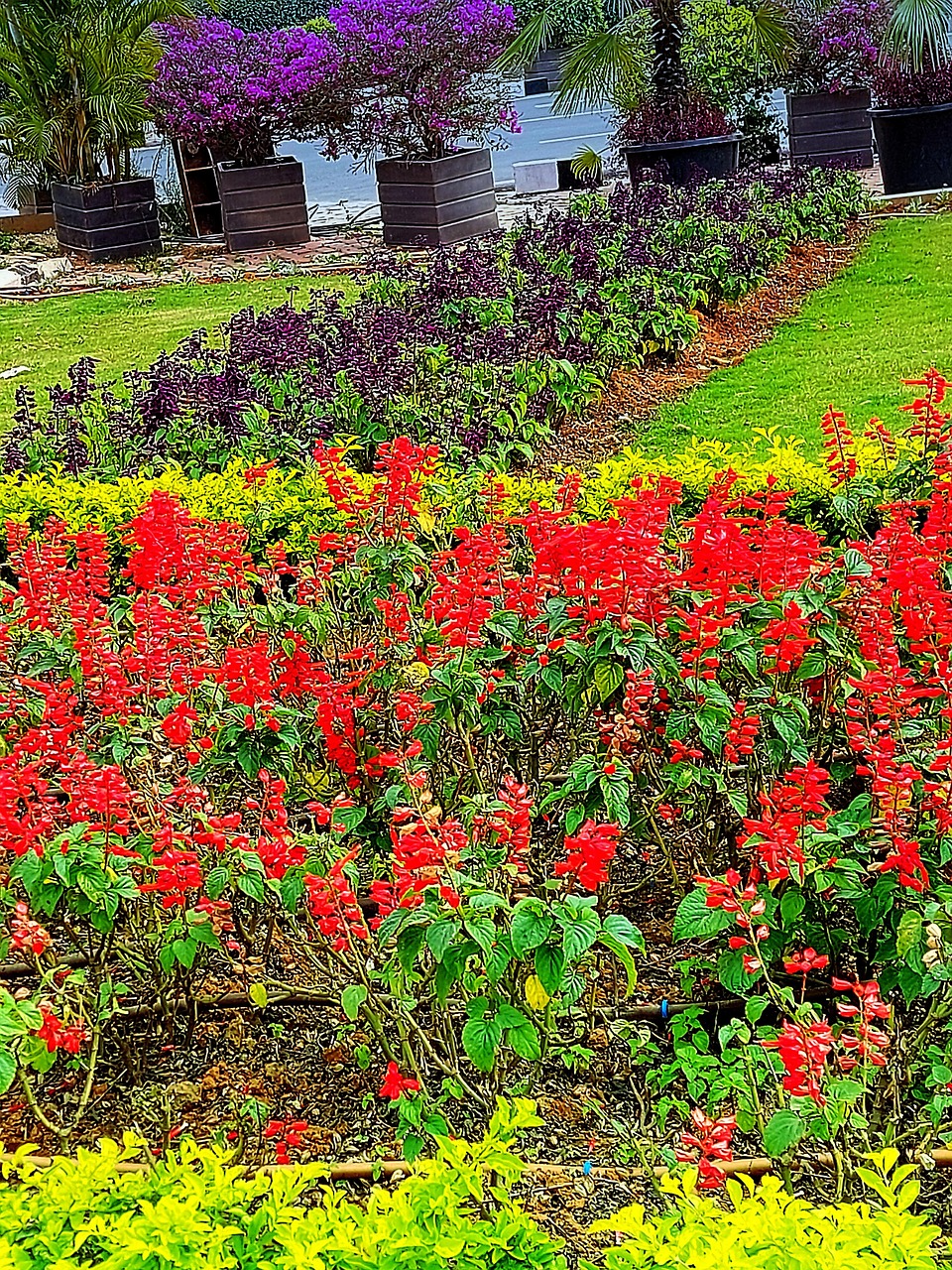 公园 橙花 一排花 - Pixabay上的免费照片 - Pixabay