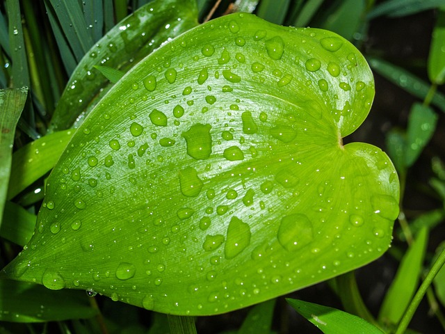 Free Leaf Money Plant photo and picture
