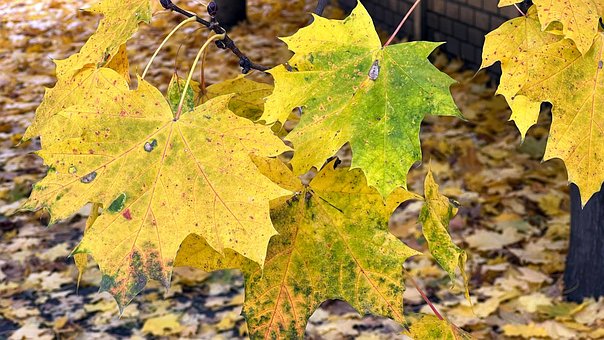 Free Autumn Color photo and picture