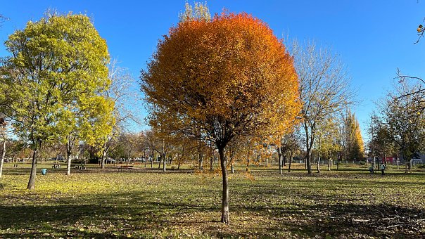 Free Background Autumn photo and picture