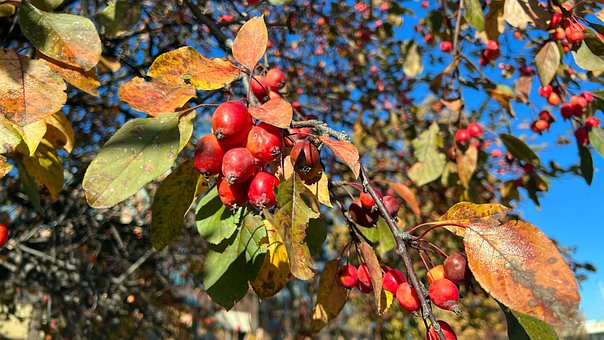 Free Autumn Nature photo and picture