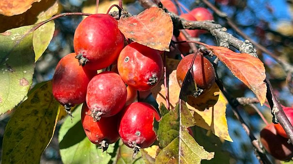 Free Autumn Nature photo and picture