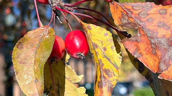 Free Autumn Nature photo and picture