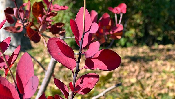 Free Autumn Nature photo and picture