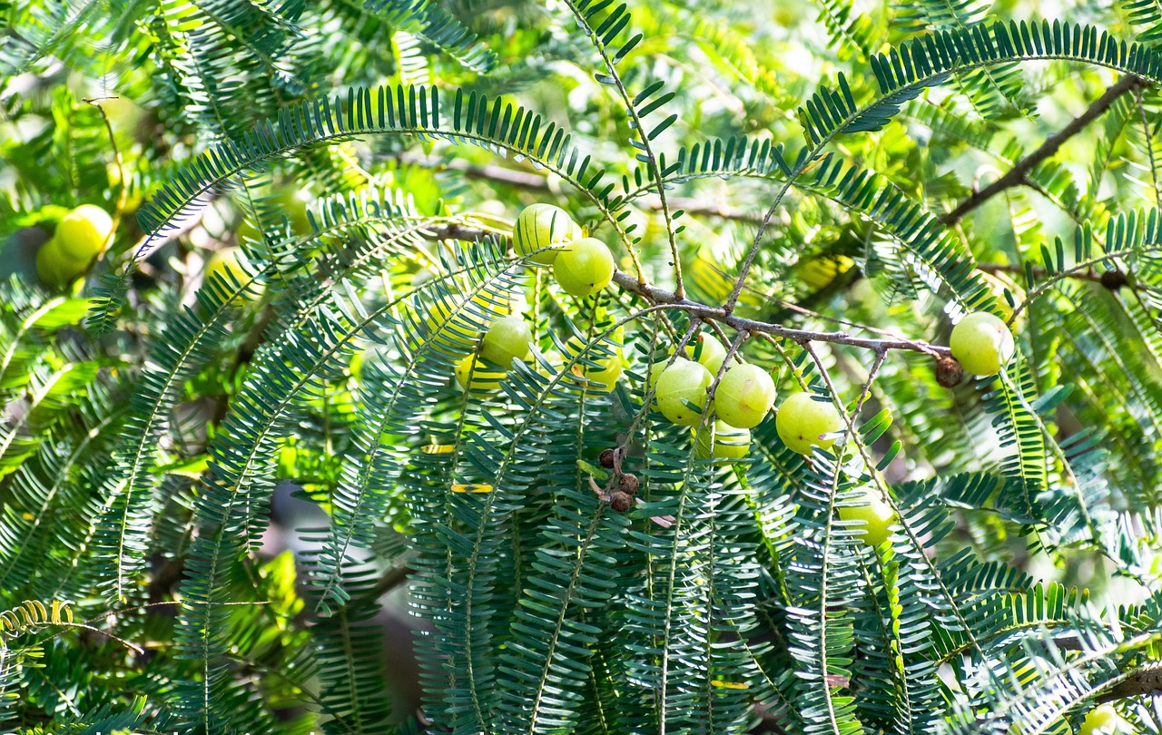 Indian Goose Berries Ambla Tree - Free photo on Pixabay - Pixabay