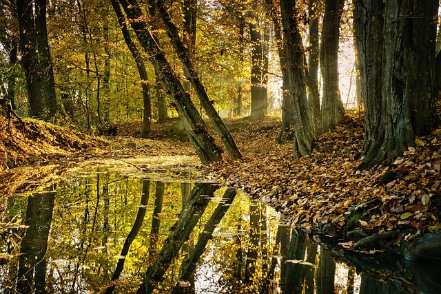 Free Trees Nature photo and picture