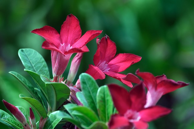 200+ Free Adenium & Nature Images - Pixabay