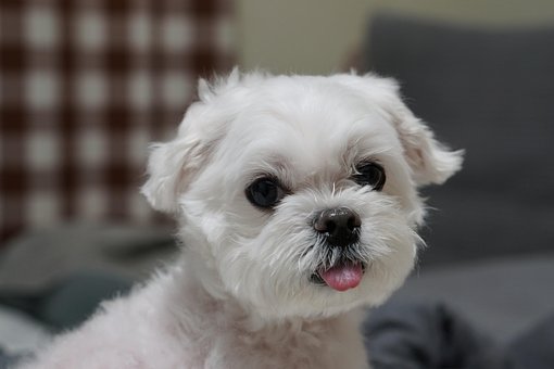 Free Animal Puppy photo and picture