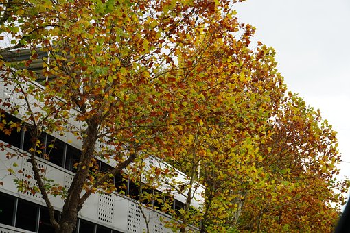 Free Tree Autumn photo and picture