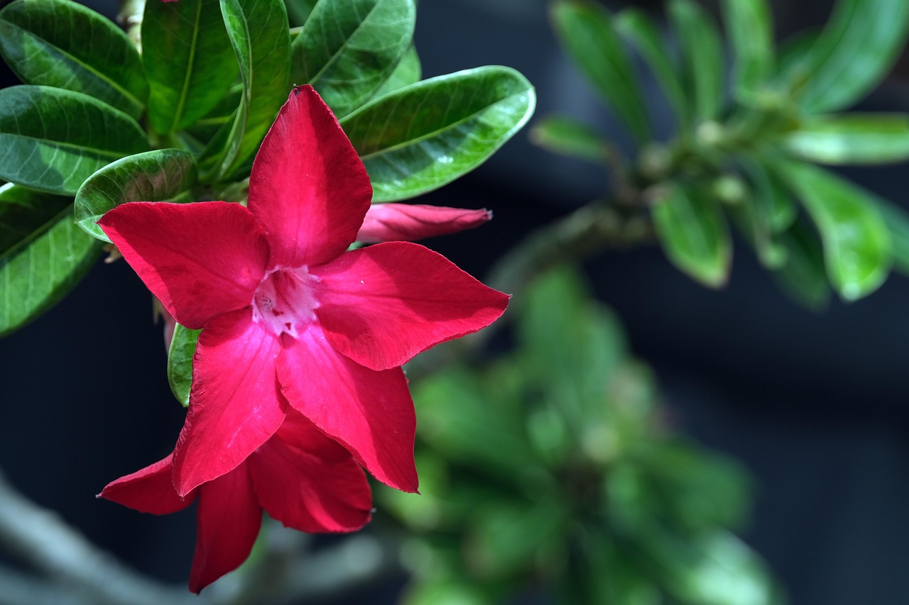 Flower Adenium Bloom - Free photo on Pixabay - Pixabay