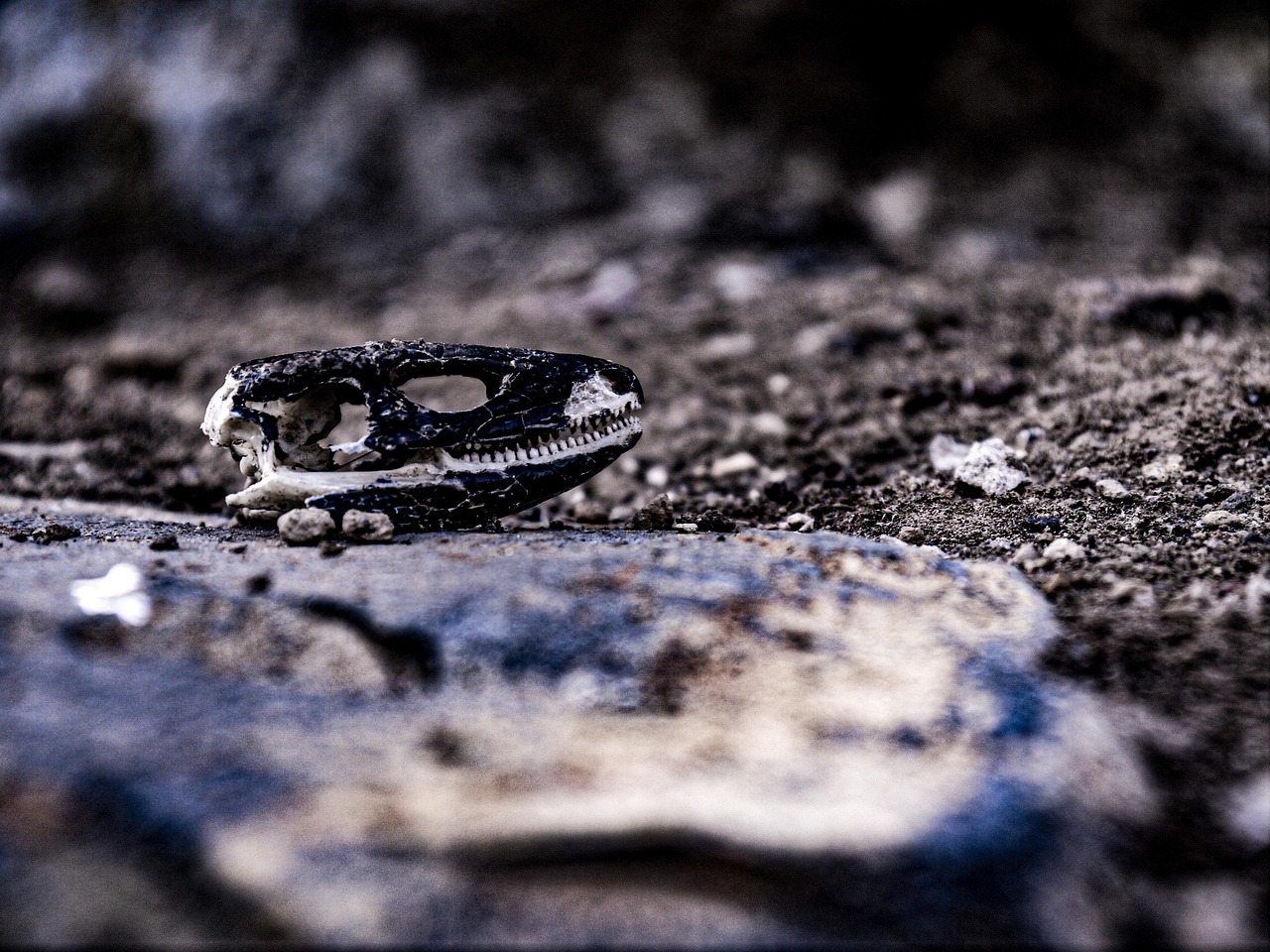 Reptile Skull - free online jigsaw puzzle photo