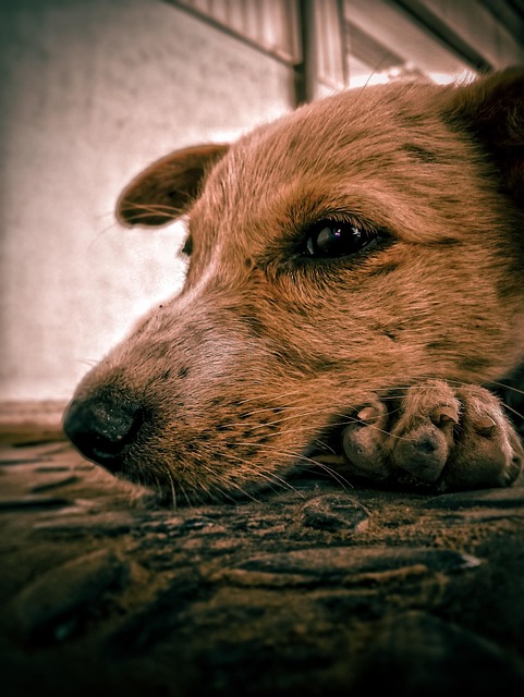 Free Animal Dog photo and picture