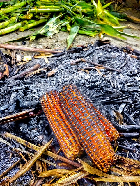 Free Corn Maize photo and picture