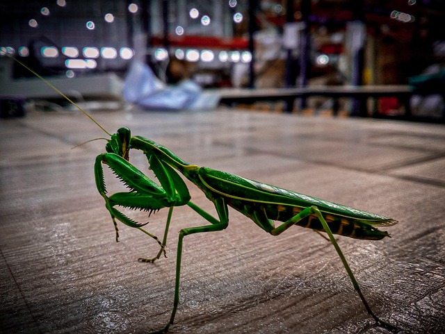 Free Mantis Insects photo and picture