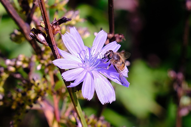 Free Honey Bee Bee photo and picture