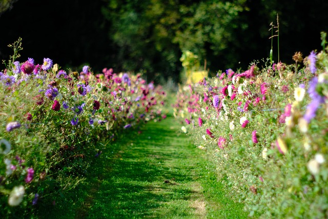 Free Flowers Field photo and picture