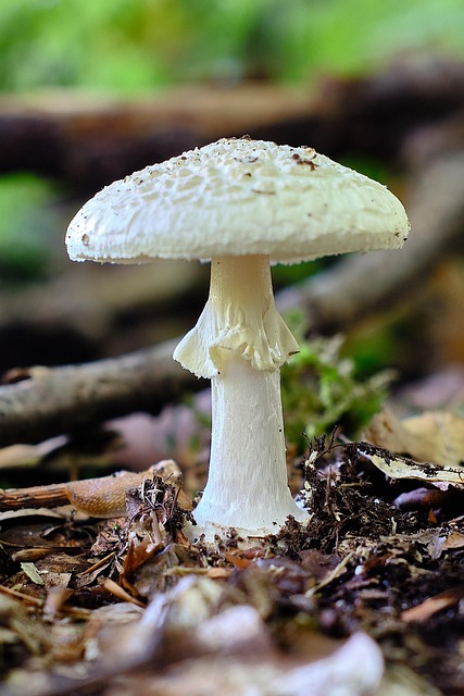 Free Mushroom Fungus photo and picture