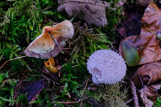 Free Mushrooms Bovist photo and picture