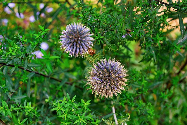 水飞蓟 花 植物 - Pixabay上的免费照片 - Pixabay