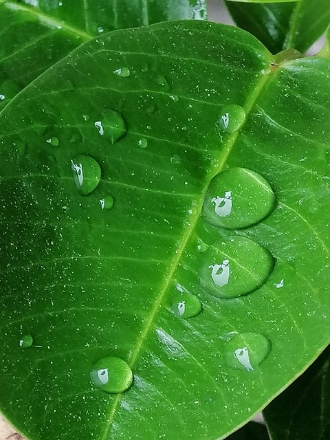 Free Close Up Nature photo and picture