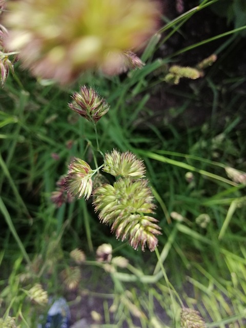 Free Grass Meadow photo and picture