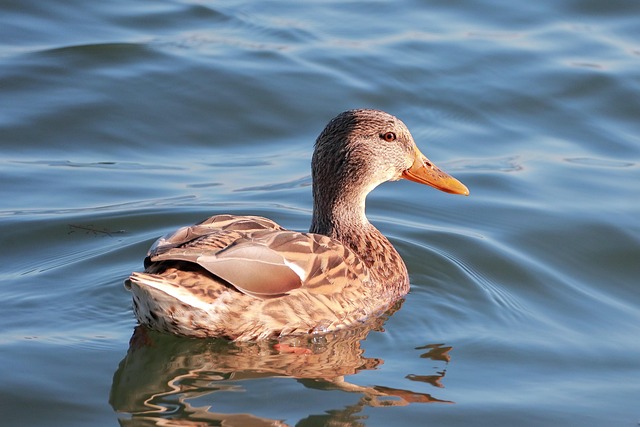 Pássaro, Pato, Ornitologia, Animal