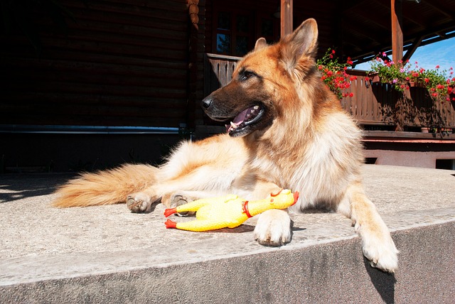 Free Dog Animal photo and picture
