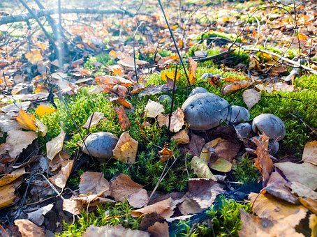 Free Forest Autumn photo and picture