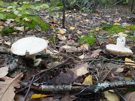 Free Leaves Mushrooms photo and picture