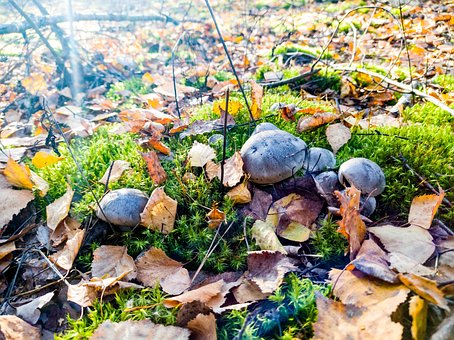 Free Autumn Leaves photo and picture