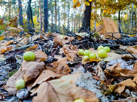 Free Leaves Mushrooms photo and picture