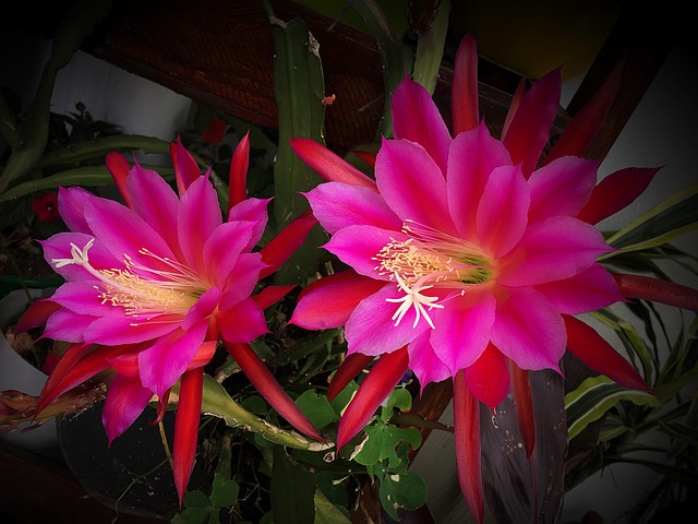 Saftig Röd Blomma Vacker - Gratis foto på Pixabay - Pixabay