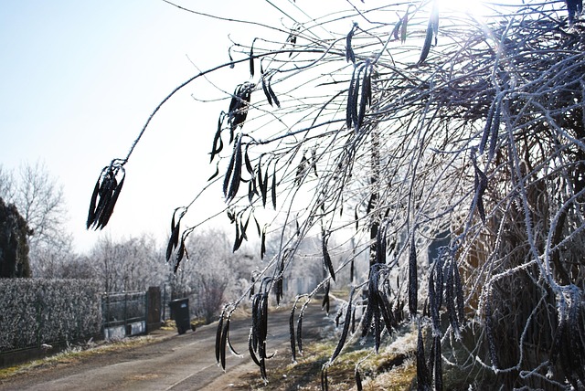 Free Winter Nature photo and picture