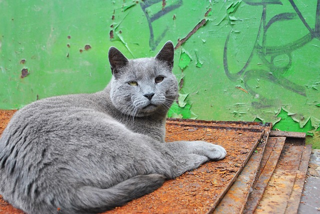 Free Animal Cat photo and picture