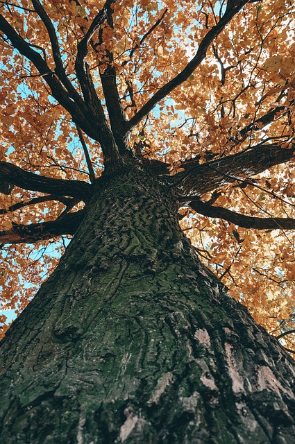 Free Nature Tree photo and picture