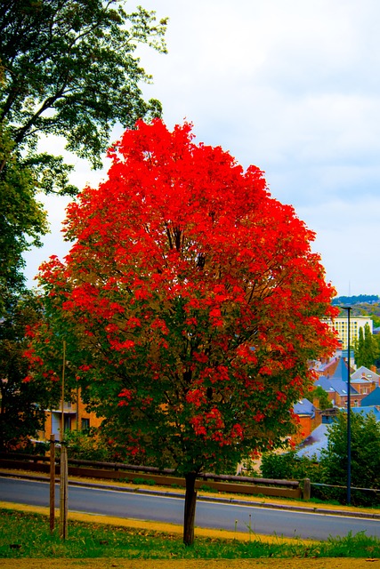 Free Tree Fall photo and picture