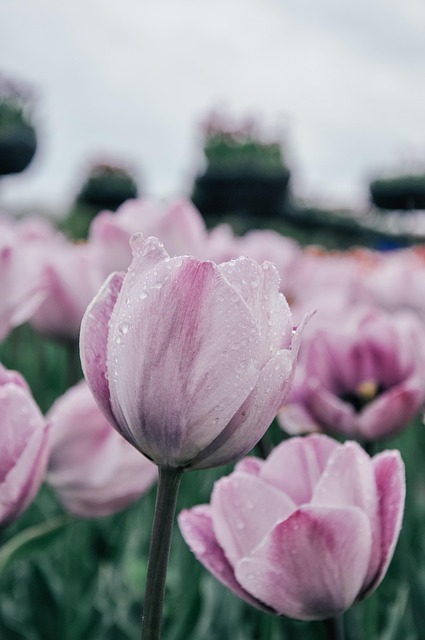 Free Tulips Flower Wallpaper photo and picture