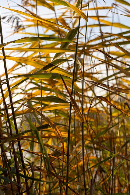 Roseau Commun Feuilles Tombe Photo Gratuite Sur Pixabay Roseau Commun Feuilles Tombe Photo Gratuite Sur Pixabay