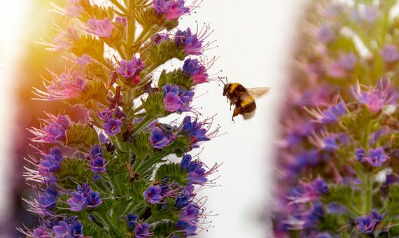 Free Insect Bumblebee photo and picture