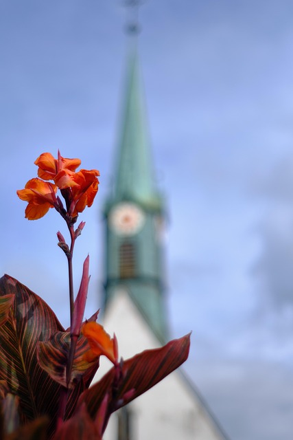 Free Canna Flower photo and picture