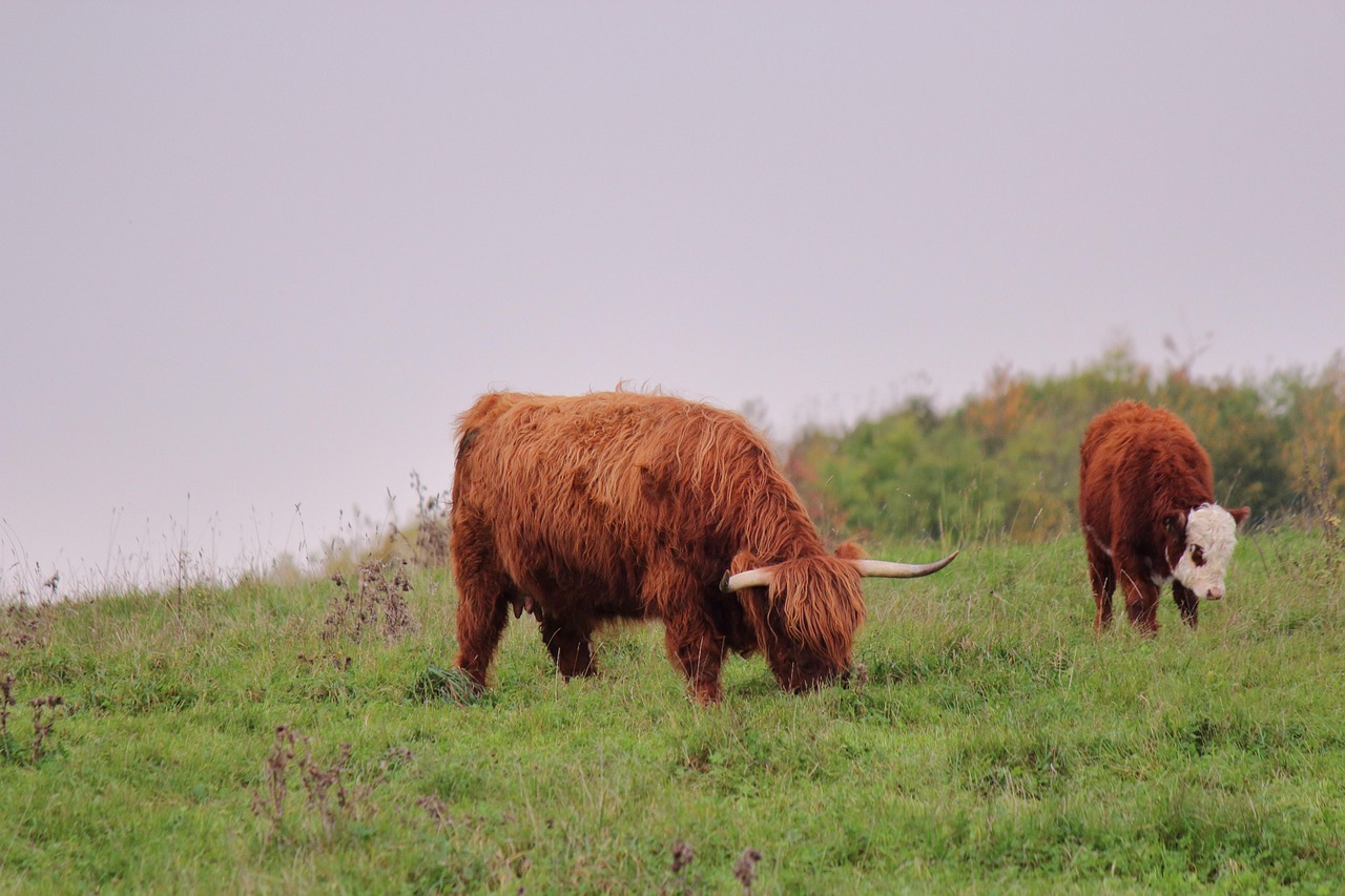 Highland Cattle - free online jigsaw puzzle photo
