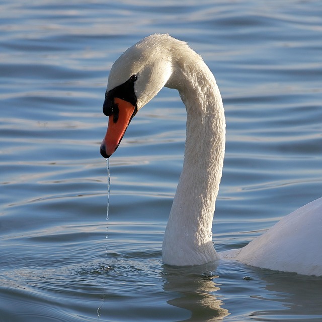 Pássaro, Cisne, Ornitologia