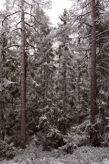 Free Forest Nature photo and picture