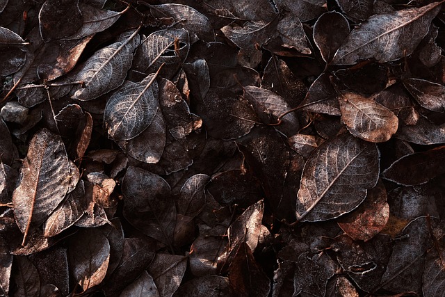 Free Leaves Autumn photo and picture