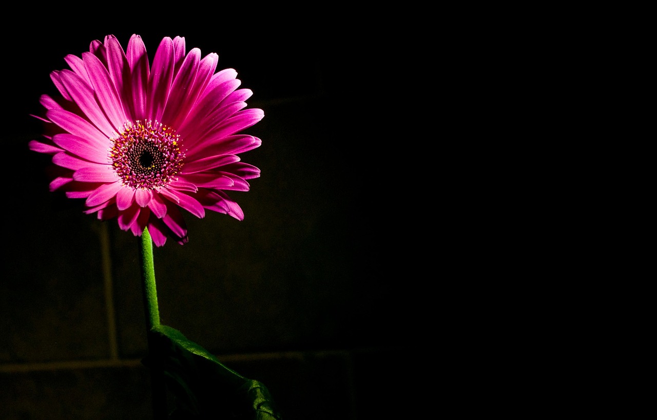 非洲菊 花 植物 - Pixabay上的免费照片 - Pixabay