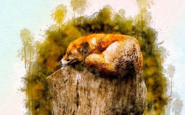 Free fox animal sleeping illustration