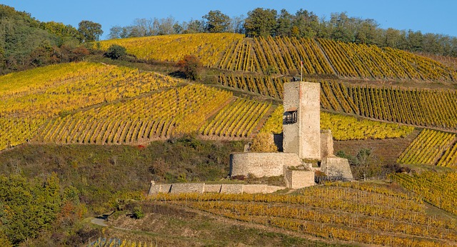 Free Nature Vineyard photo and picture