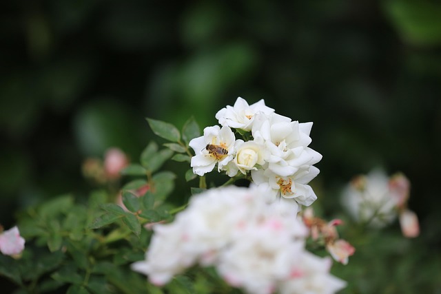 Free Bee Insect photo and picture